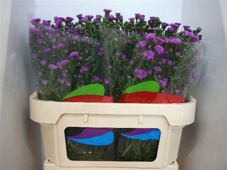 <h4>Ast Primavera</h4>