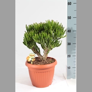 Crassula ovata 'Horn Tree'