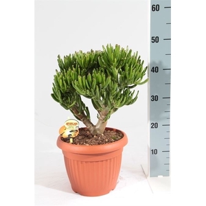 Crassula ovata 'Horn Tree'