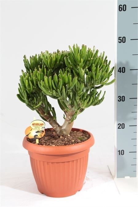 Crassula ovata 'Horn Tree'