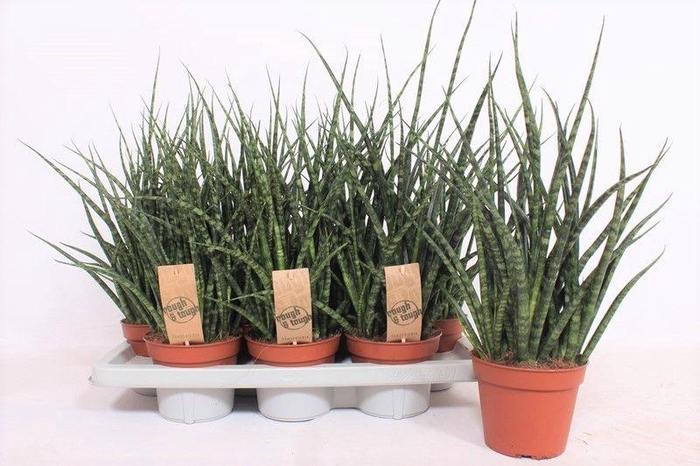 <h4>Sansevieria Fernwood Punk</h4>