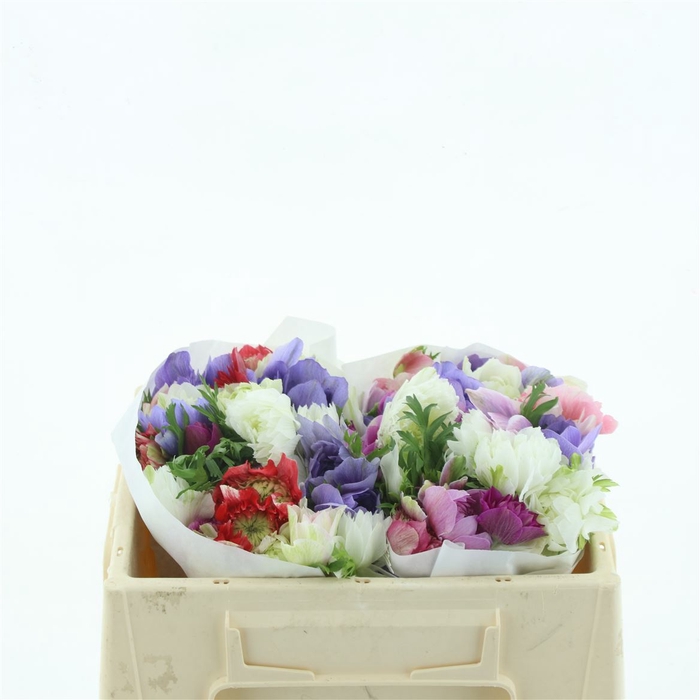 <h4>Anem Co Fstar D Gem Super</h4>