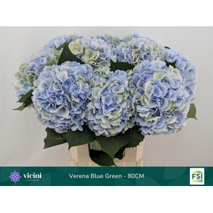 Hydrangea  'Verena Blue'  CL