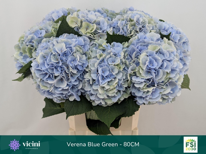 <h4>Hydrangea  'Verena Blue'  CL</h4>