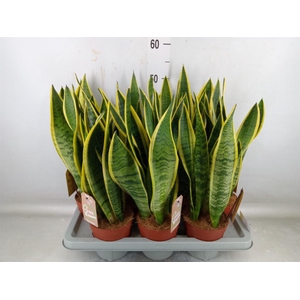 Sansevieria trifa. 'Laurentii'