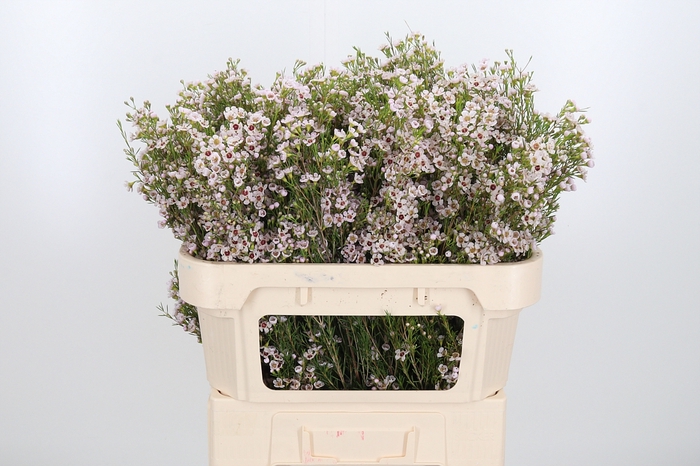 <h4>Chame Orchid</h4>