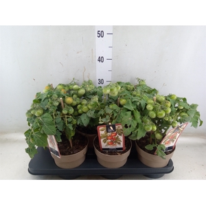 Solanum lycopersicum   ...