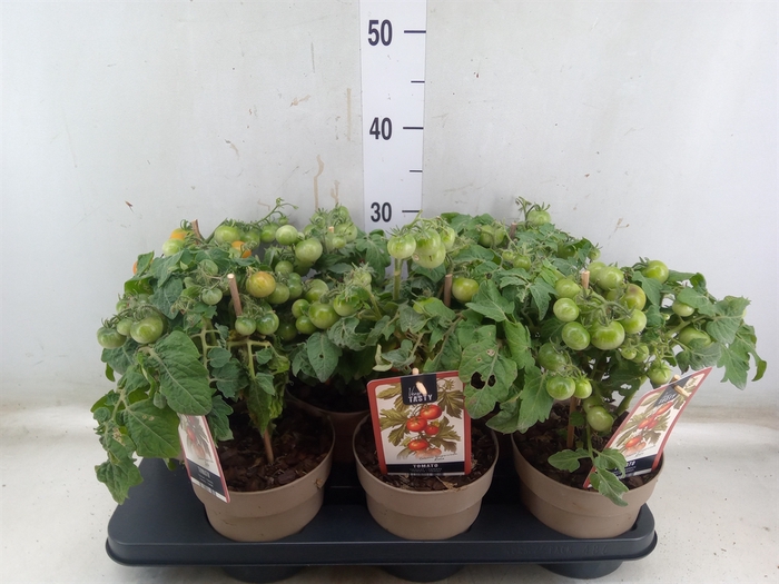 <h4>Solanum lycopersicum   ...</h4>