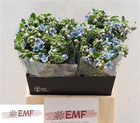 <h4>Oxy Co Tan Pure Blu</h4>