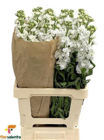 <h4>Matth Iron White</h4>