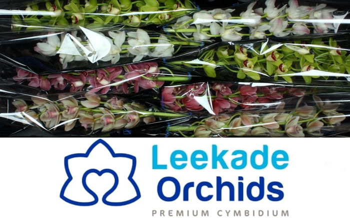 <h4>CYMB MI GEM</h4>