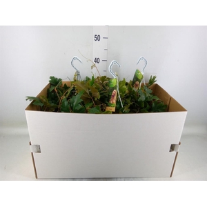 Cissus rhombifolia 'Ellen Danica'