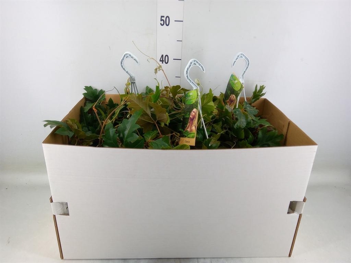 <h4>Cissus rhombifolia 'Ellen Danica'</h4>