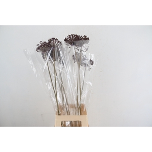 DF Allium Paint Milka