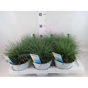 Festuca glauca 'Intens Blue'