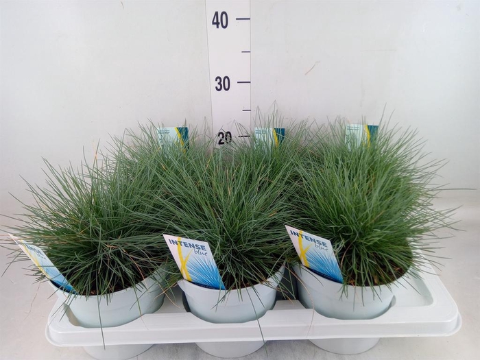 <h4>Festuca glauca 'Intens Blue'</h4>