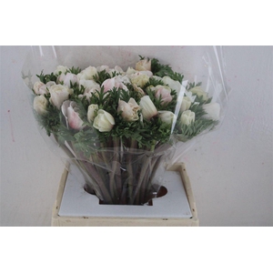 Anem Mistral Super White Salmon