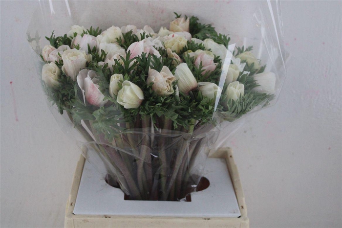 <h4>Anem Mistral Super White Salmon</h4>