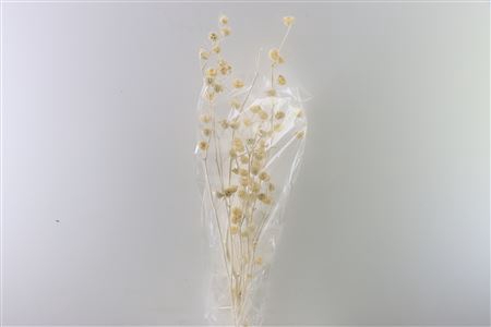 Dried Mollina White Bunch Slv