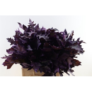 Quercus Rubra Frosted Purple
