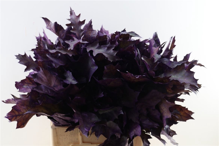 <h4>Quercus Rubra Frosted Purple</h4>