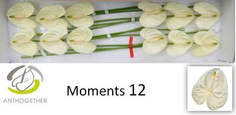 <h4>Anth A Moments 13 cm X12 Oosterzon</h4>