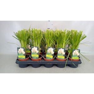 Cortaderia sell.