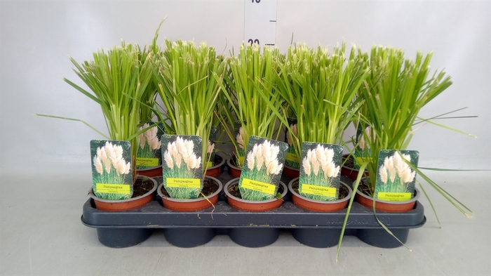 <h4>Cortaderia sell.</h4>