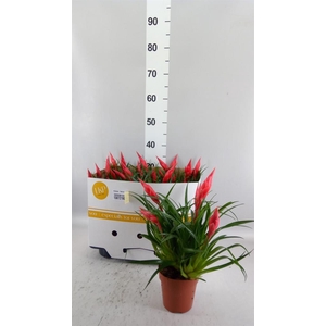 Vriesea  'Astrid'