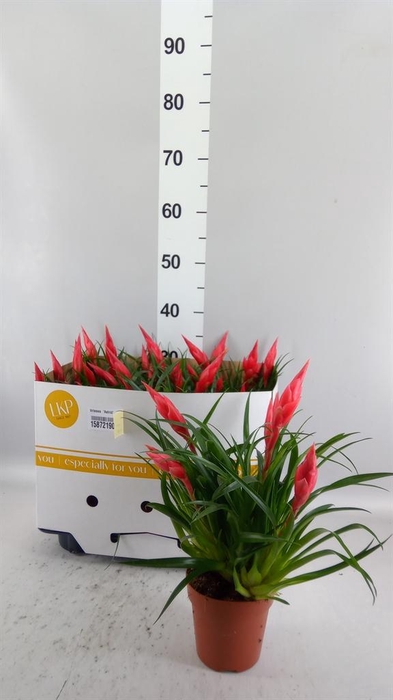 <h4>Vriesea 'Astrid'</h4>