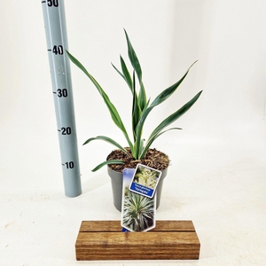 Yucca Variegata