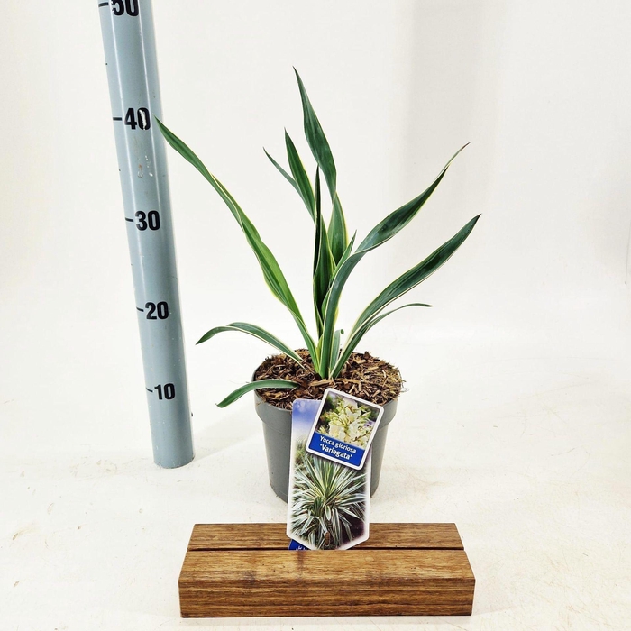 <h4>Yucca Variegata</h4>