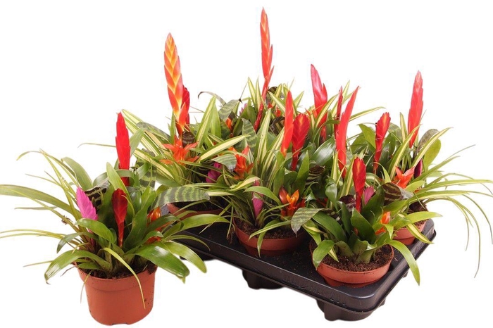 <h4>Toef 12cm Bromini mix</h4>