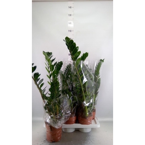 Zamioculcas zamiifolia