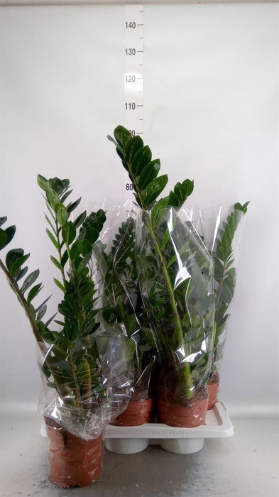 <h4>Zamioculcas zamiifolia</h4>