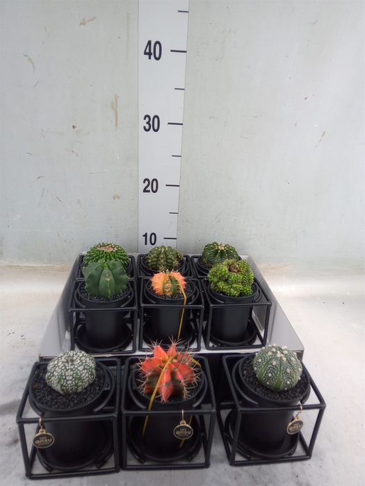 <h4>Gymnocalycium mihanov. 'Japan'  mix</h4>