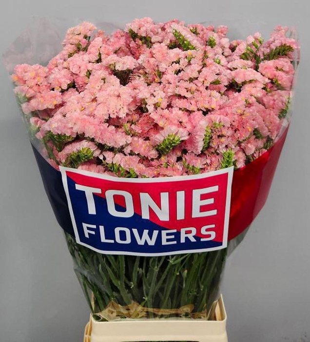 <h4>LIMONIUM SINUATUM 'EMMA PEACH'</h4>