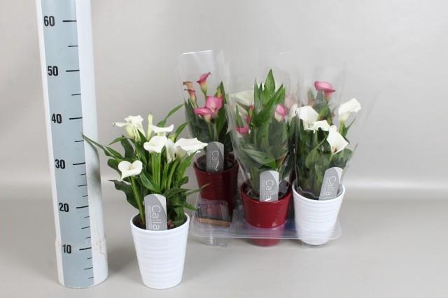 <h4>ZANT CAPT FRESCO</h4>