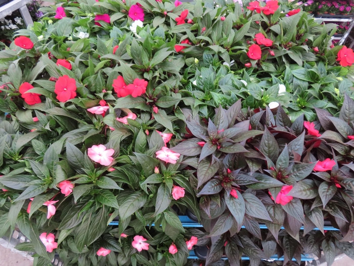 <h4>IMPAT NG MIXK 4 KL</h4>