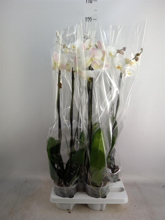 <h4>Phalaenopsis   ...white</h4>