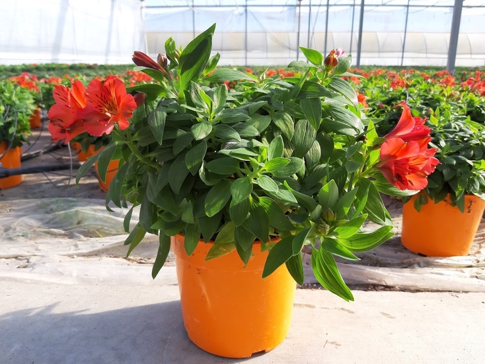 <h4>Alstroemeria mixkar</h4>