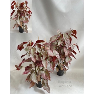 Begonia