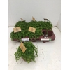 Pilea depressa