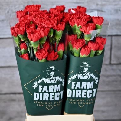 <h4>Dianthus ST 'Don Pedro'</h4>