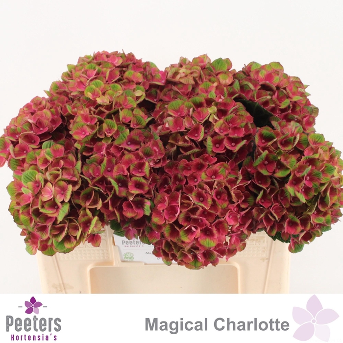 <h4>HYDR M MAG CHARLOTTE</h4>