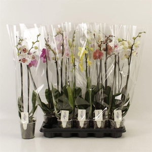 PHAL GEM 5 KL