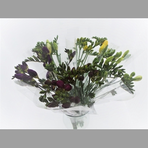 Bouquet Mono Freesia x10 mix 50cm