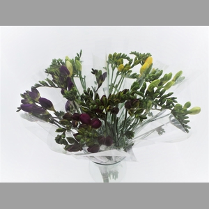 BQ Mono Freesia x10 mix 50cm