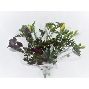 BQ Mono Freesia x10 mix 50cm