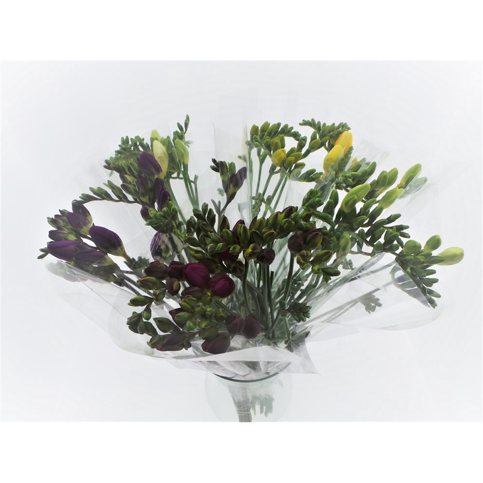 <h4>BQ Mono Freesia x10 mix 50cm</h4>